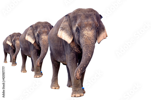 Three Asian elephants on a white background.