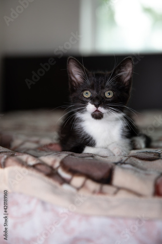 Wallpaper Mural Cat on the floor looked at you. Cat with beautifull green eyes Torontodigital.ca