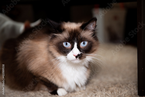 Cat on the floor looked at you. Cat with beautifull blue eyes photo