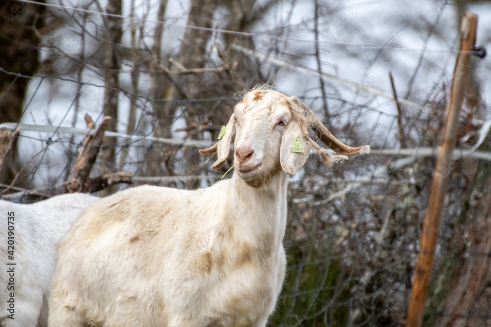 Fototapeta premium goat on the meadow