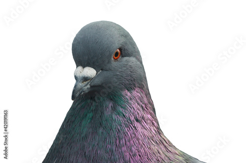 Close-up portrait of a pigeon against white background Columba livia domestica