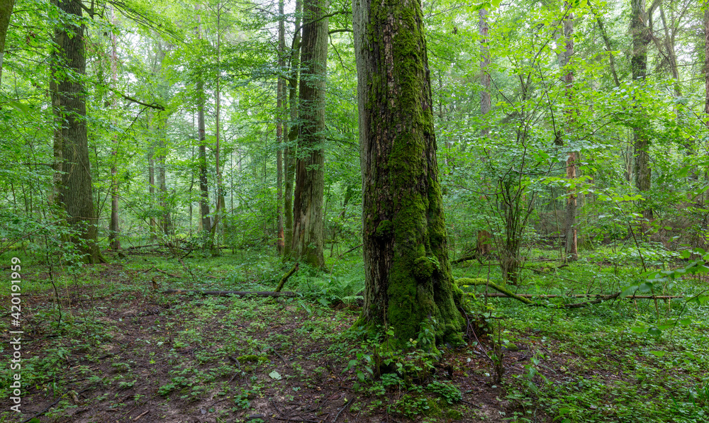 Natural deciduous tree stand