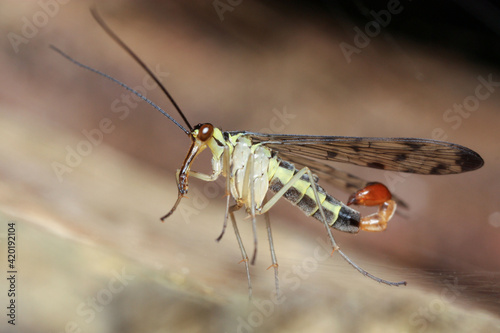 Panorpa is a genus of scorpion-flies 