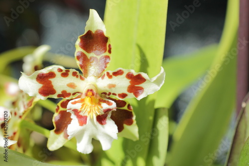oncidium. oncidium hybrid. orchid oncidium close-up. spotted oncidium. Oncidium hyphaematicum x Odontoglossum Splendidum. beautiful oncidium orchid flower in garden. wilsonara hybrid.