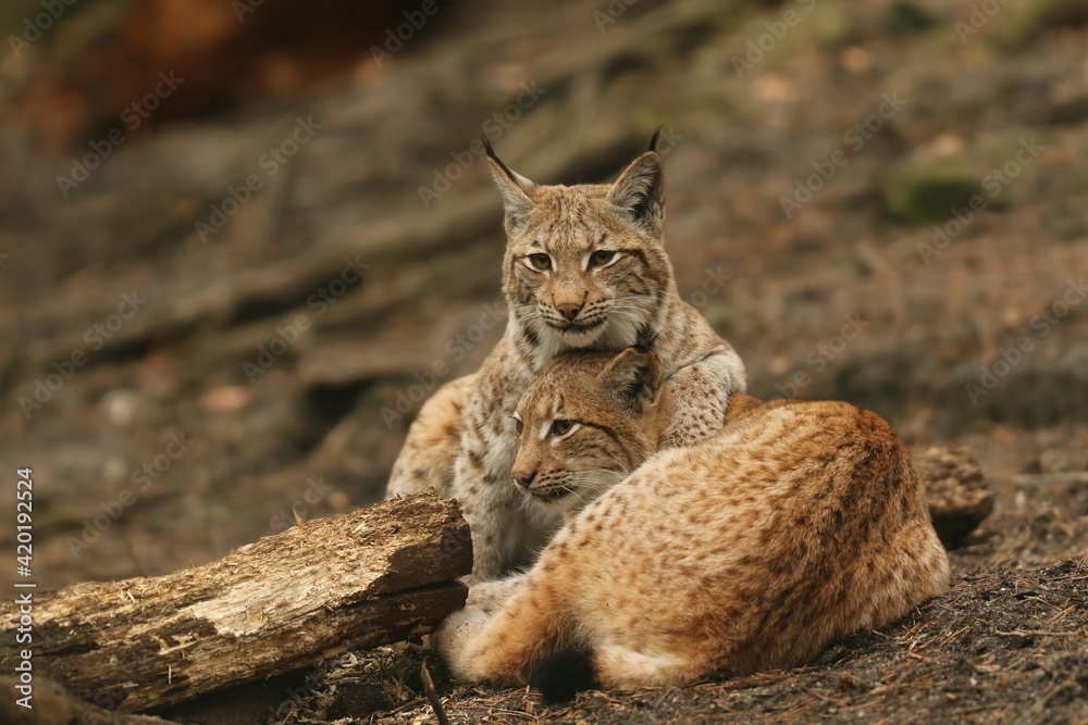 Two cute young lynx in the forest. Wildlife scene from Europe. Wild cat in the nature forest habitat. Lynx lynx Two cute young lynx in the forest. Wildlife scene from Europe. Wild cat in the nature forest habitat. Lynx lynx