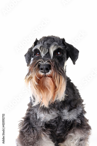 portrait of miniature schnauzer dog isolated on white 