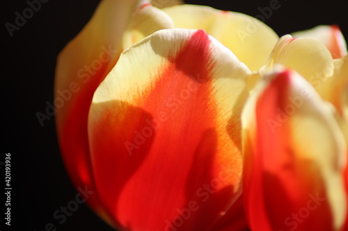 tulip on black