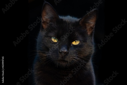 Portrait of a gorgeous black cat looking directly at the camera