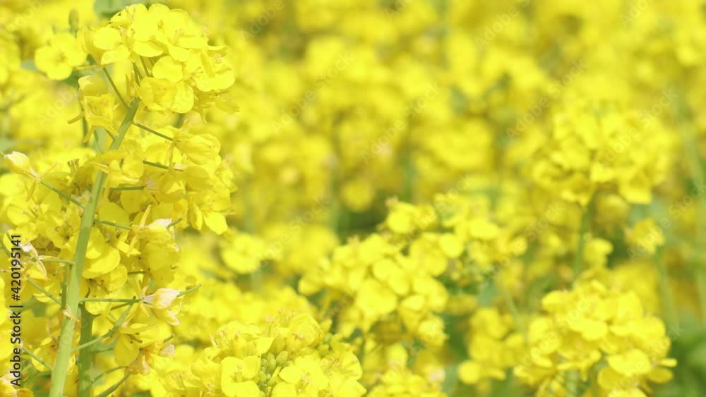 菜の花 コピースペース 菜の花 コピースペース
