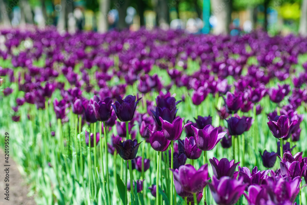 Violet tulips. Beautiful spring background. Keukenhof, Netherlands Violet tulips. Beautiful spring background. Keukenhof, Netherlands