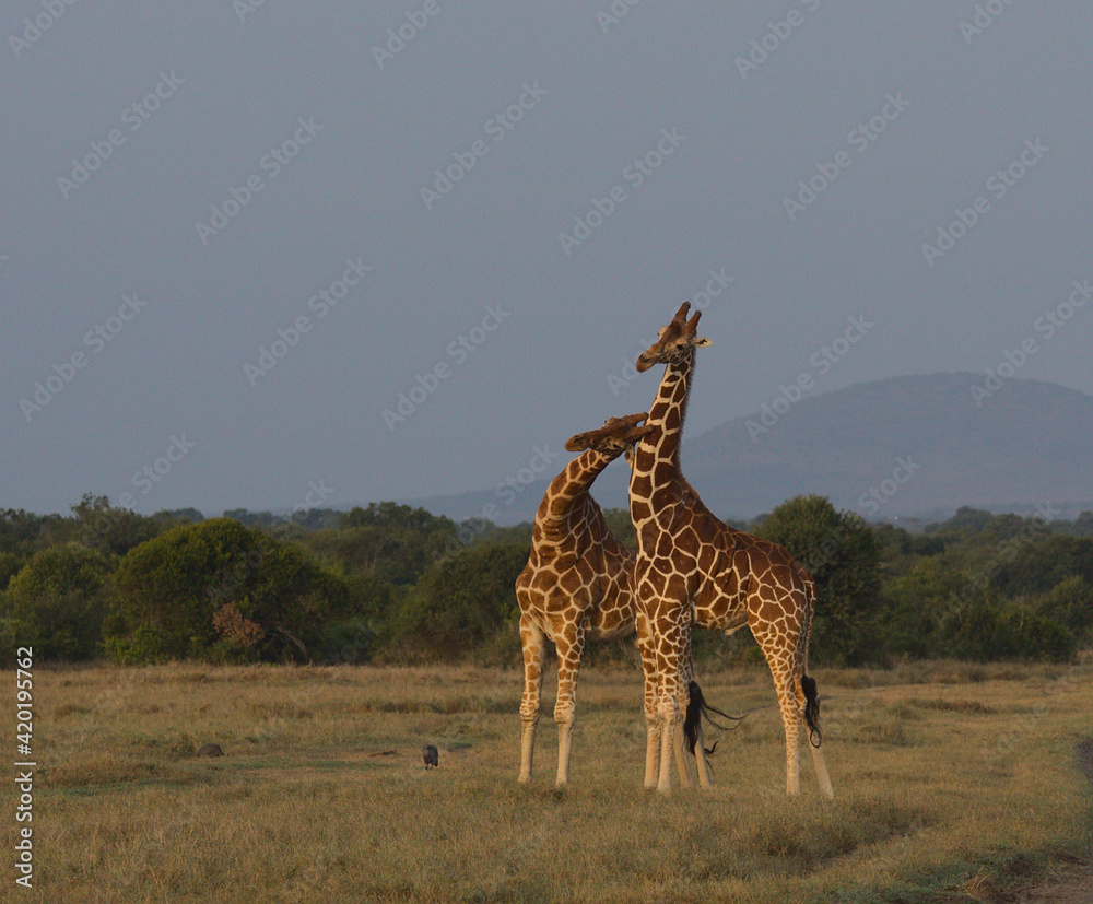 Obraz premium two reticulated giraffes necking in the wild Ol Pejeta Conservancy, Kenya