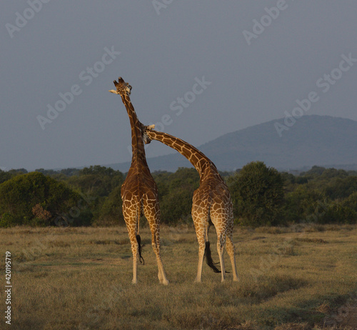 rear view of two reticulated giraffes necking in the wild Ol Pejeta Conservancy  Kenya