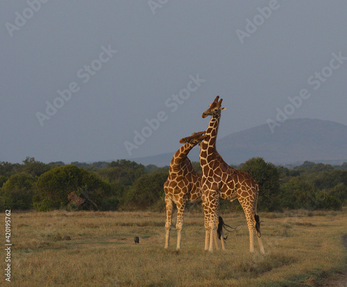 two reticulated giraffes necking in the wild Ol Pejeta Conservancy, Kenya photo