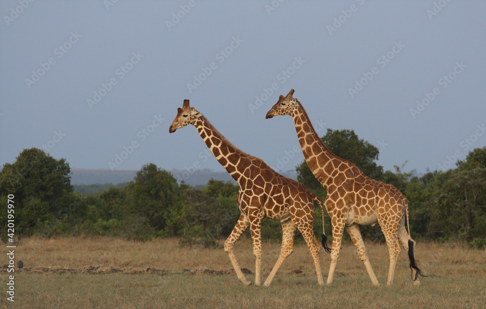 Fototapeta premium Two reticulated giraffes walking in the wild plains of the Ol Pejeta Conservancy, Kenya