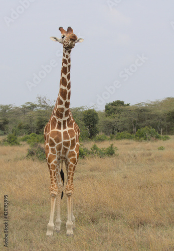 portrait of reticulated giraffe standing alert in the wild plains of the Ol Pejeta Conservancy  Kenya