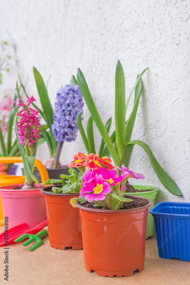 Spring gardening concept. Various srping flowers in pots, watering can and gardening tools. Vertical picture