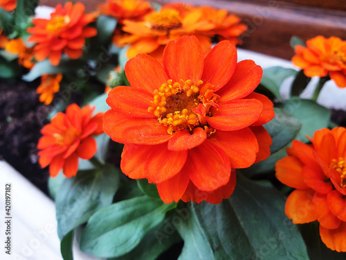 Close up of orange zinnia flowers. photo