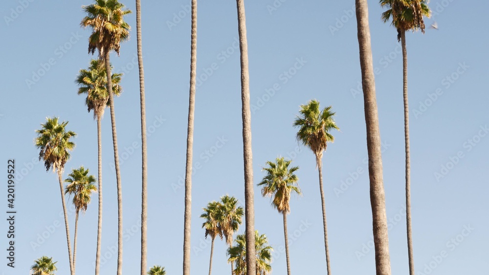 Obraz premium Palms in Los Angeles, California, USA. Summertime aesthetic of Santa Monica and Venice Beach on Pacific ocean. Clear blue sky and iconic palm trees. Atmosphere of Beverly Hills in Hollywood. LA vibes.