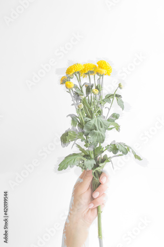 A woman's hand holds a flower on a light background, painted in color with a brush. Creative idea of women and nature.