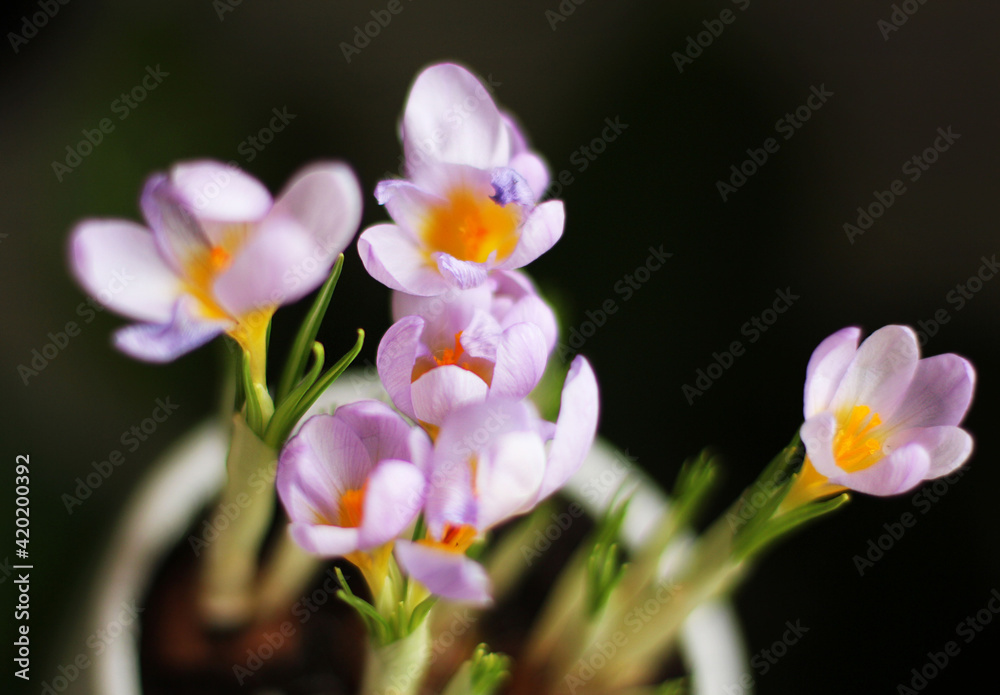 Obraz premium spring crocuses