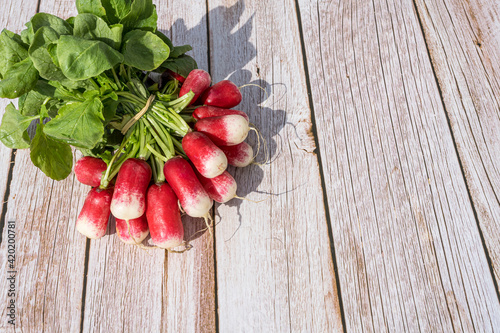 Bunch of fresh radishes, on a wooden background with copy space. Freshly harvested.