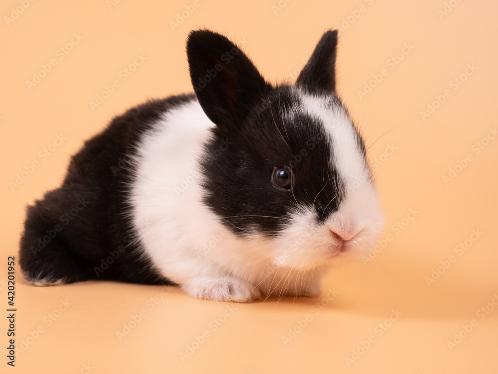 Black and white adorable baby rabbit on yellow background. Cute baby rabbit.