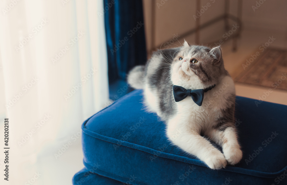 Long hair persian cat with a bow tie sitting on a deep blue pillow 