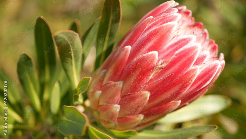 Protea pink flower in garden, California USA. Sugarbush repens springtime bloom, romantic botanical atmosphere, delicate exotic blossom. Coral salmon spring color. Flora of South Africa. Soft blur. Protea pink flower in garden, California USA. Sugarbush repens springtime bloom, romantic botanical atmosphere, delicate exotic blossom. Coral salmon spring color. Flora of South Africa. Soft blur.