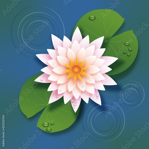 Water Lily