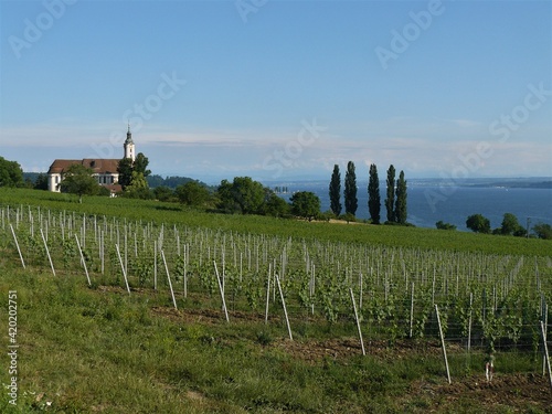 Weinberge mit Wallfahrtskirche Birnau und Bodensee im Hintergrund - Im Frühling photo