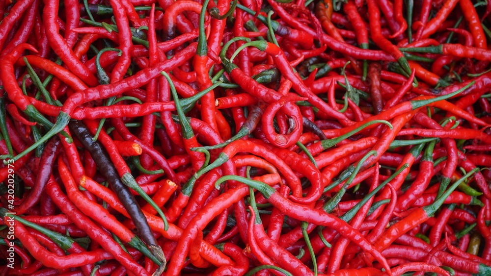 Fresh red chilies in large quantities
