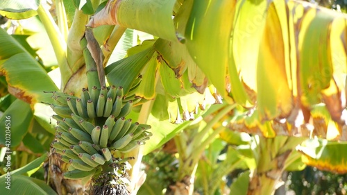 Green yellow banana tree fruit bunch. Exotic tropical sunny summer atmosphere. Fresh juicy leaves in sunlight. Sunlit amazon jungle rainforest or agricultural farm plantation. Sunshine and foliage.