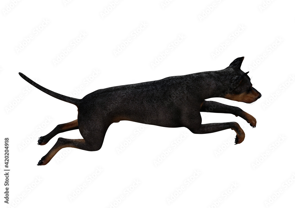Doberman Pinscher dog on isolated white background showing various poses. Rendered for working with collages in photo editing programs. 3d rendering, 3d illustrations. Doberman Pinscher dog on isolated white background showing various poses. Rendered for working with collages in photo editing programs. 3d rendering, 3d illustrations.