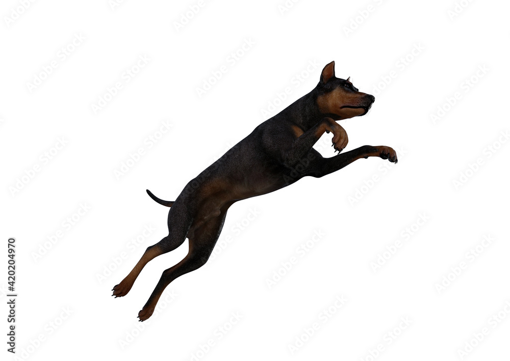 Doberman Pinscher dog on isolated white background showing various poses. Rendered for working with collages in photo editing programs. 3d rendering, 3d illustrations. Doberman Pinscher dog on isolated white background showing various poses. Rendered for working with collages in photo editing programs. 3d rendering, 3d illustrations.