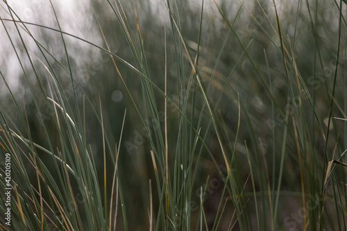 Helmgras op nederlandse duinen op het strand. photo