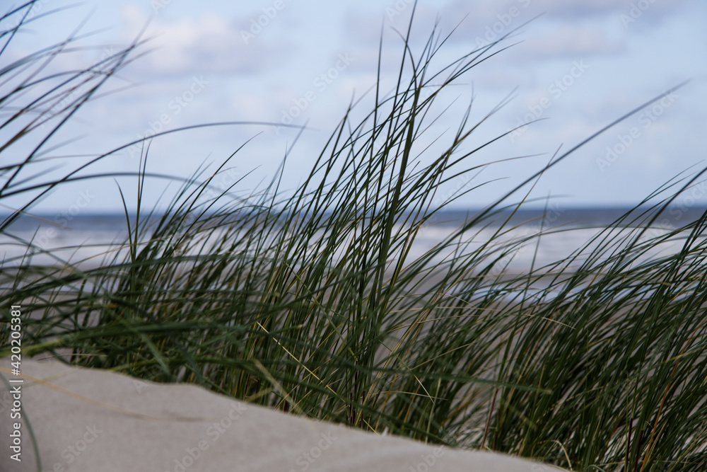 Helmgras op nederlandse duinen op het strand.