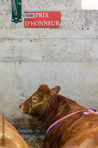 agricultural show of feurs, meat market photo