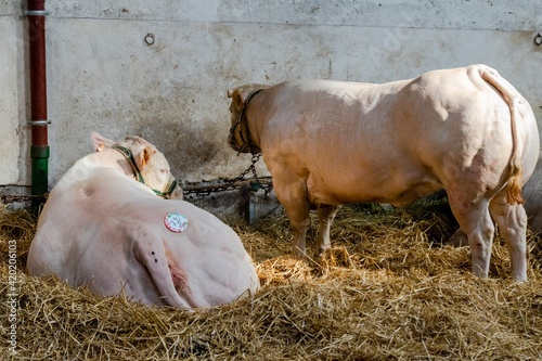 agricultural show of feurs, meat market