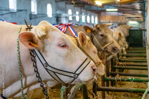 agricultural show of feurs, meat market