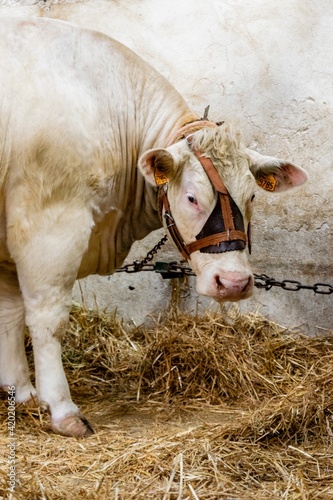 agricultural show of feurs, meat market photo