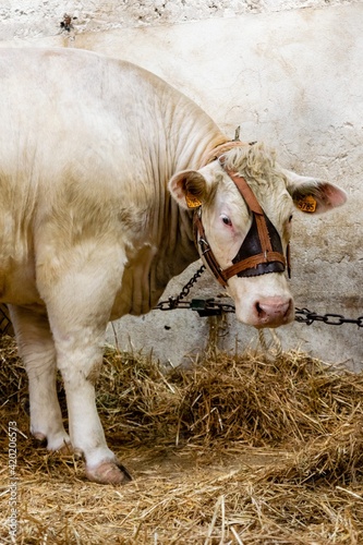 agricultural show of feurs, meat market photo