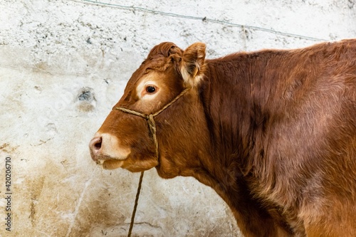 agricultural show of feurs, meat market photo