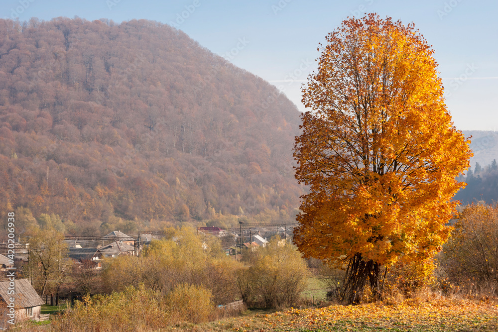 Autumn with bright orange-yellow maple tree leaves over the mountain village.