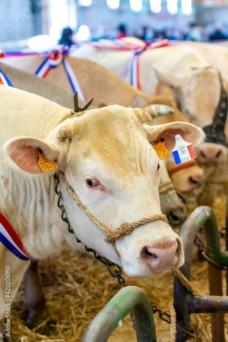 agricultural show of feurs, meat market