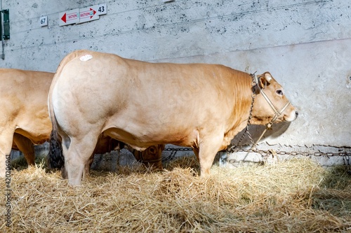 agricultural show of feurs, meat market photo