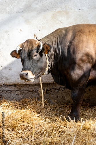 agricultural show of feurs, meat market photo