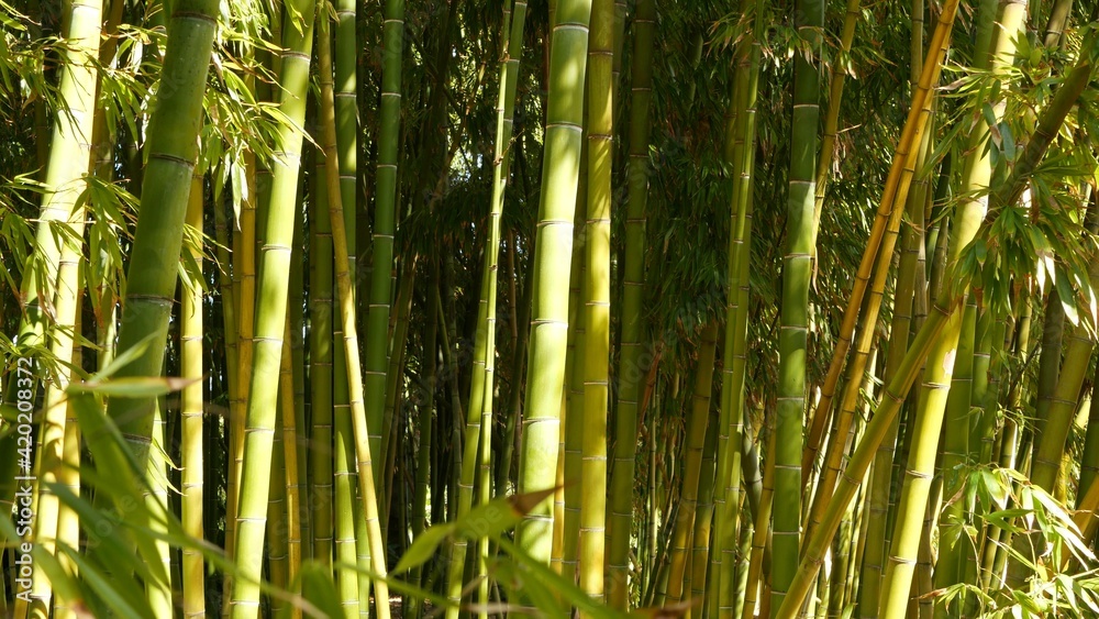 Fototapeta premium Bamboo forest, exotic asian tropical atmosphere. Green trees in meditative feng shui zen garden. Quiet calm grove, morning harmony freshness in thicket. Japanese or chinese natural oriental aesthetic.