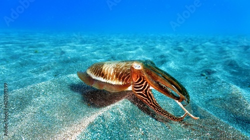Beautiful Cuttlefish over the sand bottom