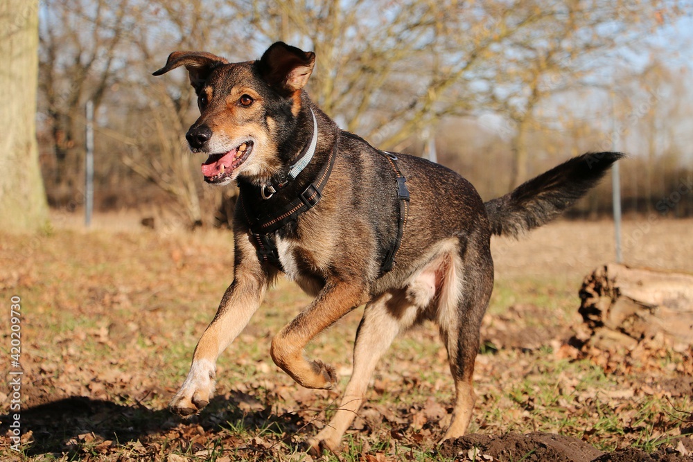 large mixed shepherd dog is running in the park large mixed shepherd dog is running in the park