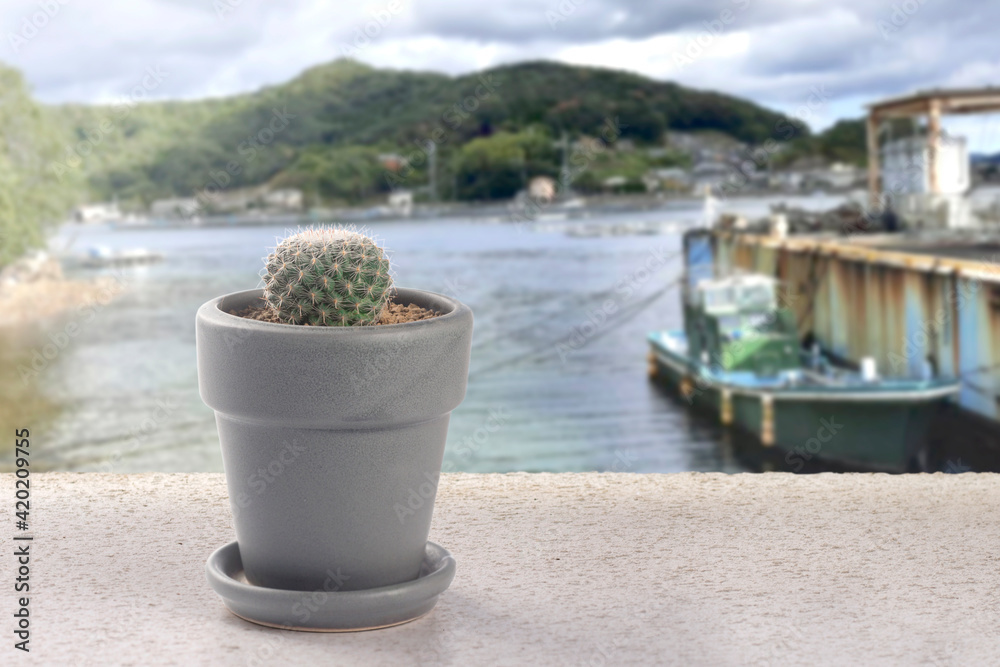 Fototapeta premium cactus pot